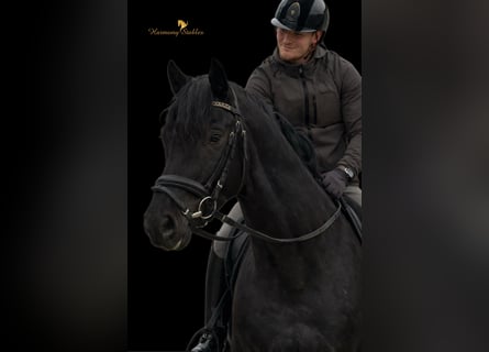 KWPN, Ogier, 5 lat, 175 cm, Kara