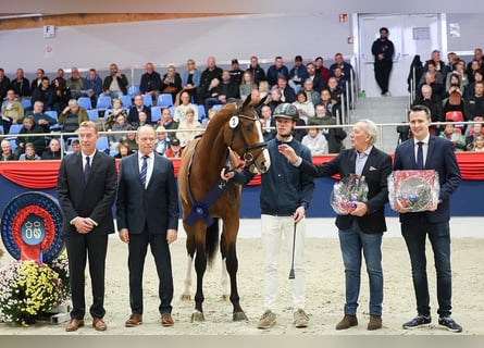 KWPN, Ogier, 3 lat, 172 cm, Gniada