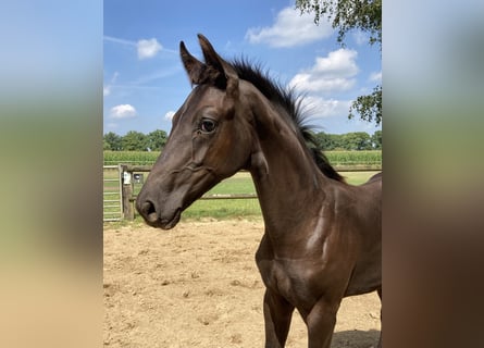 KWPN, Ogier, Źrebak (01/2025), Ciemnogniada