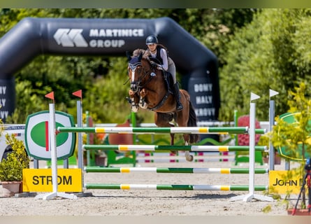 KWPN, Ruin, 10 Jaar, 169 cm, Vos