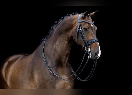 KWPN, Ruin, 10 Jaar, 173 cm, Donkerbruin