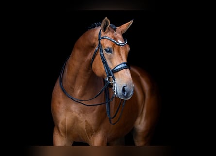 KWPN, Ruin, 11 Jaar, 167 cm, Bruin