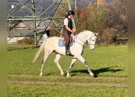 KWPN, Ruin, 11 Jaar, 167 cm, Schimmel