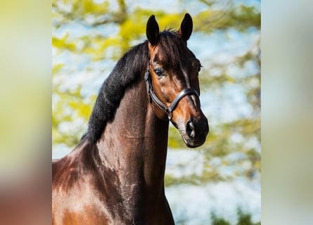 KWPN, Ruin, 11 Jaar, 168 cm, Bruin