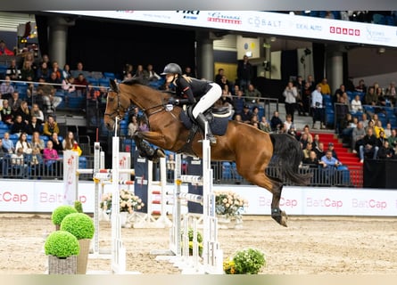 KWPN, Ruin, 11 Jaar, 170 cm, Roodbruin