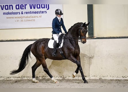 KWPN, Ruin, 11 Jaar, 174 cm, Donkerbruin