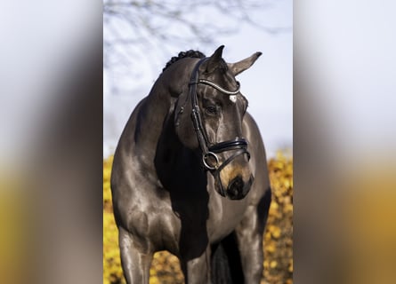 KWPN, Ruin, 12 Jaar, 167 cm, Donkerbruin