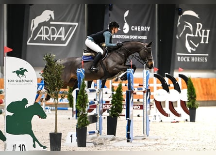 KWPN, Ruin, 12 Jaar, 168 cm, Donkerbruin