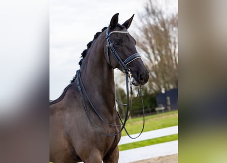 KWPN, Ruin, 12 Jaar, 168 cm, Zwart