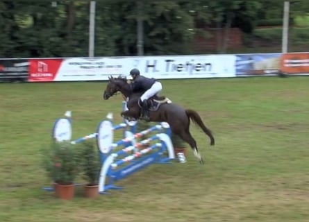 KWPN, Ruin, 12 Jaar, 170 cm, Donkere-vos