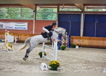 KWPN, Ruin, 12 Jaar, 170 cm, Schimmel