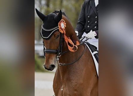 KWPN, Ruin, 12 Jaar, 173 cm, Bruin