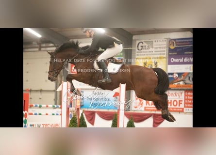 KWPN, Ruin, 12 Jaar, 173 cm, Bruin