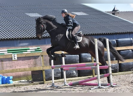 KWPN, Ruin, 12 Jaar, 173 cm, Zwart
