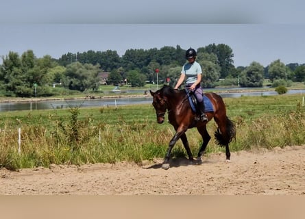 KWPN, Ruin, 13 Jaar, 167 cm, Donkerbruin