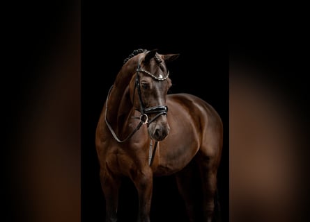 KWPN, Ruin, 13 Jaar, 175 cm, Donkerbruin