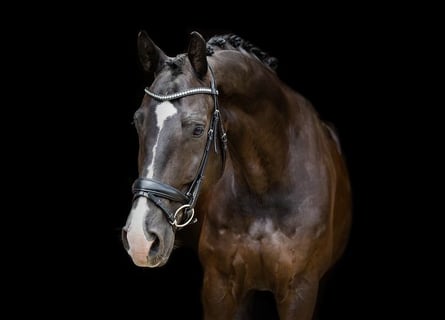 KWPN, Ruin, 14 Jaar, 168 cm, Zwart