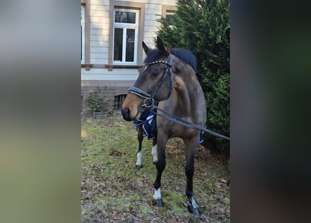 KWPN, Ruin, 14 Jaar, 170 cm, Bruin