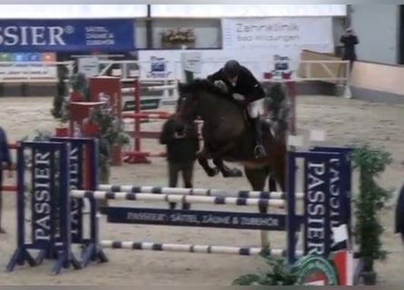 KWPN, Ruin, 14 Jaar, 170 cm, Bruin