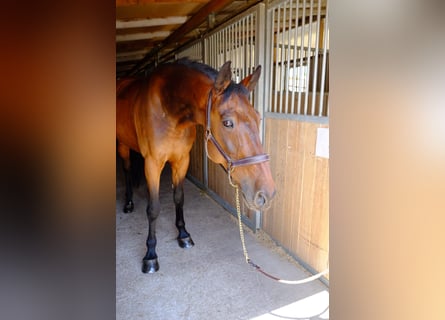 KWPN, Ruin, 15 Jaar, 168 cm, Bruin
