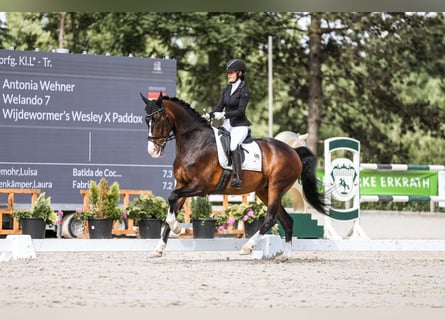 KWPN, Ruin, 16 Jaar, 173 cm, Donkerbruin