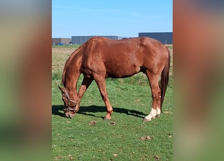 KWPN, Ruin, 16 Jaar, 174 cm, Vos