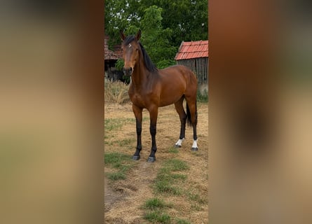 KWPN, Ruin, 2 Jaar, 164 cm, Bruin