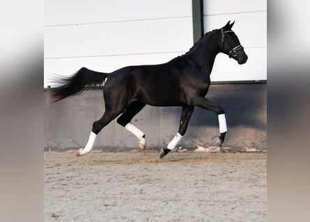 KWPN, Ruin, 2 Jaar, 165 cm, Zwart