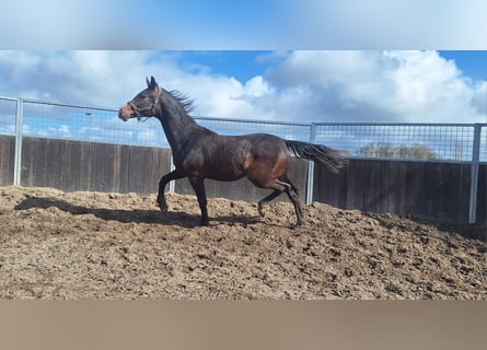 KWPN, Ruin, 2 Jaar, 170 cm, Bruin