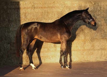 KWPN, Ruin, 2 Jaar, 171 cm, Zwartbruin