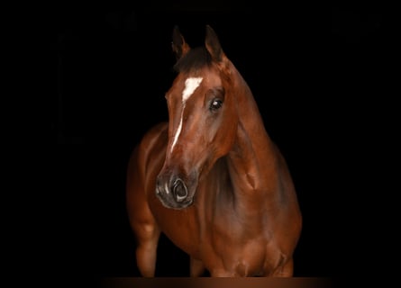 KWPN, Ruin, 3 Jaar, 160 cm, Brauner