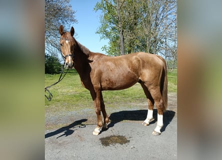 KWPN, Ruin, 3 Jaar, 162 cm, Vos