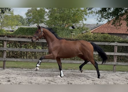 KWPN, Ruin, 3 Jaar, 163 cm, Bruin
