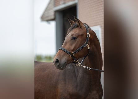 KWPN, Ruin, 3 Jaar, 163 cm, Donkerbruin