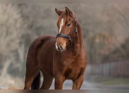 KWPN, Ruin, 3 Jaar, 163 cm, Vos