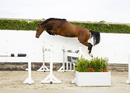 KWPN, Ruin, 3 Jaar, 165 cm, Bruin