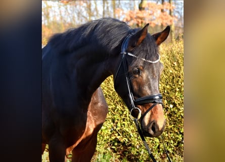 KWPN, Ruin, 3 Jaar, 165 cm, Donkerbruin