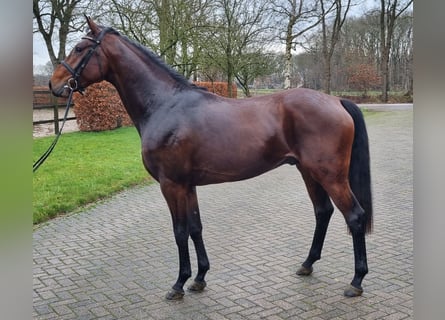 KWPN, Ruin, 3 Jaar, 167 cm, Bruin