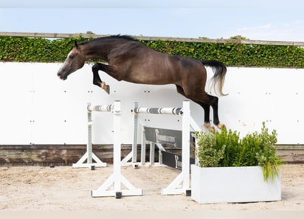 KWPN, Ruin, 3 Jaar, 167 cm, Schimmel
