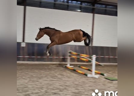 KWPN, Ruin, 3 Jaar, 168 cm, Bruin