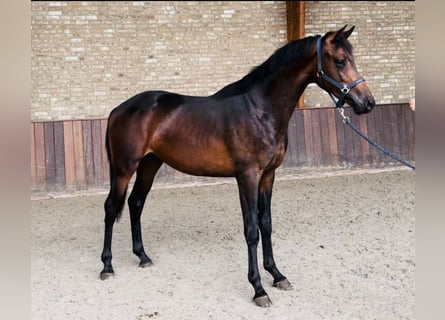 KWPN, Ruin, 3 Jaar, 168 cm, Donkerbruin