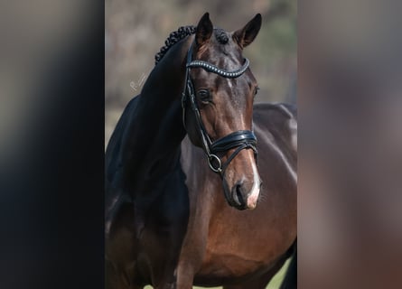 KWPN, Ruin, 3 Jaar, 168 cm, Donkerbruin