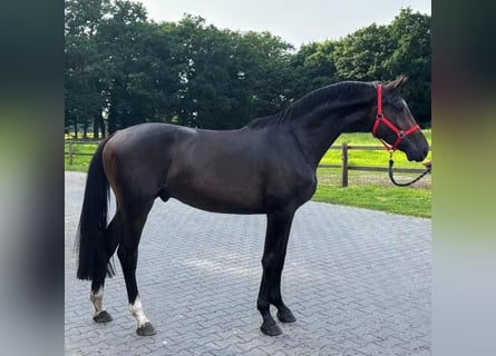 KWPN, Ruin, 3 Jaar, 168 cm, Donkerbruin