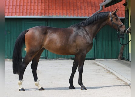 KWPN, Ruin, 3 Jaar, 168 cm, Donkerbruin