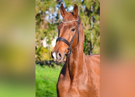 KWPN, Ruin, 3 Jaar, 168 cm, Donkere-vos