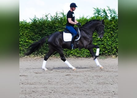 KWPN, Ruin, 3 Jaar, 168 cm, Zwart