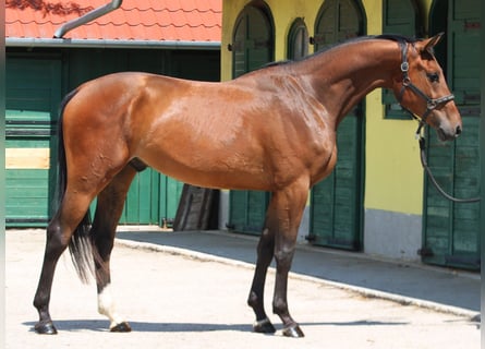 KWPN, Ruin, 3 Jaar, 169 cm, Bruin