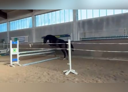 KWPN, Ruin, 3 Jaar, 169 cm, Donkerbruin