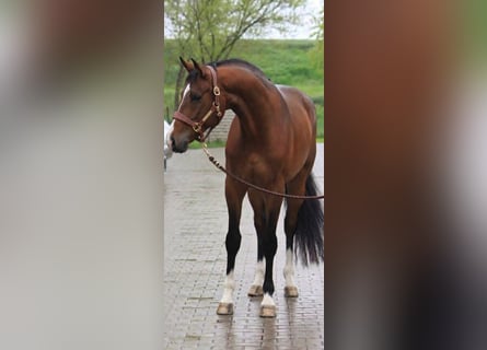 KWPN, Ruin, 3 Jaar, 169 cm, Roodbruin