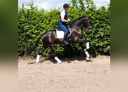 KWPN, Ruin, 3 Jaar, 170 cm, Zwart